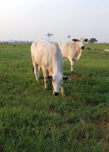 Taxa de prenhez em vacas aumenta em até 9% com novo indutor de ovulação