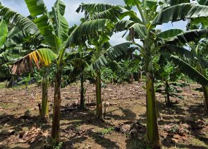 Cultivares são resistentes à mais grave doença das bananeiras