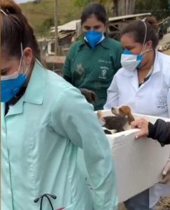 Polícia encontra mais de 60 cães congelados em freezer