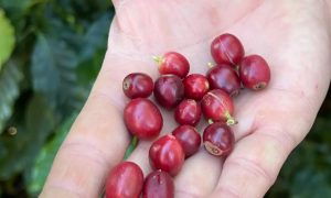 China abre as portas para café brasileiro