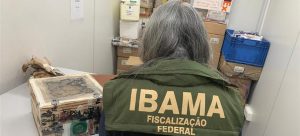 Ibama impede tentativa de tráfico internacional de 400 abelhas