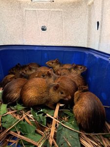 Ibama resgata 41 animais silvestres em churrascaria
