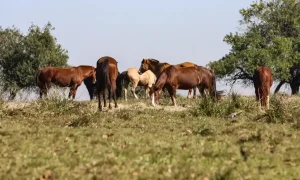Encefalite equina venezuelana é diagnosticada em três pessoas no Brasil