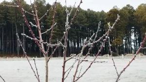 Frio segue abaixo de zero no Sul e Sudeste