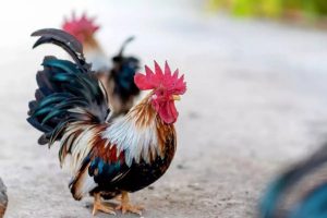 Galinha Serama, a menor do mundo, conquista criadores e fãs