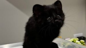 Gato-do-mato raríssimo é flagrado em plantação de bananas