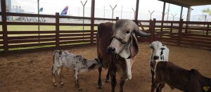 Gir Leiteiro: 111 bovinos brasileiros em embarcam em avião