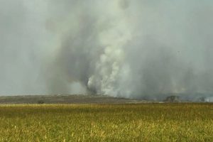 Fogo em plantação de eucaliptos se espalha por 4 fazendas