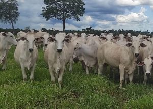 Indutor de ovulação aumenta em até 9% a taxa de prenhez em vacas