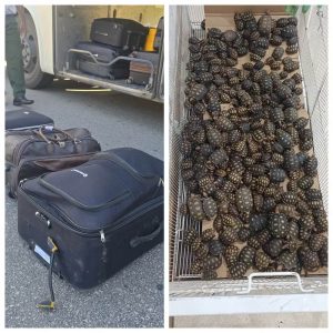 Polícia encontra 600 filhotes de jabutis em malas