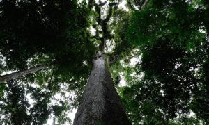 Licenciamento Ambiental é sancionado com 63 vetos