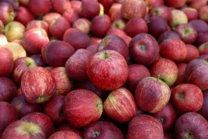 Santa Catarina inicia despacho aduaneiro da maçã em pólos produtivos