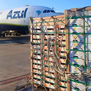 Fenômeno: Transporte aéreo de morango decolou, diz companhia