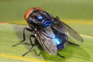 Confirmado primeiro caso de mosca-da-bicheira em humanos
