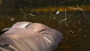 Neve cai no Sul do Brasil