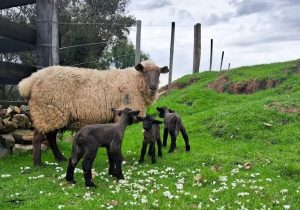Plus na Fertilidade: Casos de ovelhas que desafiam a lógica da natureza