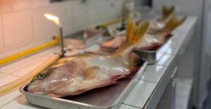 Pesquisadores buscam eliminar Salmonella em peixes nativos