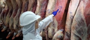 Programa Novilho Precoce fortalece pecuária e valoriza a produção de carne de qualidade