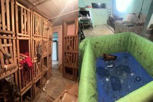 Polícia aplica multas de mais de R$ 240 mil em flagrantes de rinhas de galo