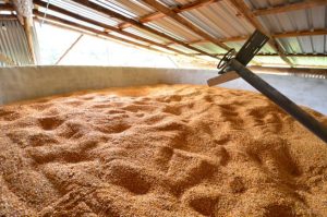Silos secadores são opção rentável para agricultores familiares