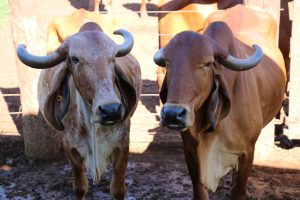 Padrão Gir Leitieiro produz mais de 30 litros de leite por dia