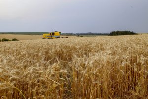 Estado inicia colheita de 2,6 milhões de toneladas de trigo, principal cultura de inverno