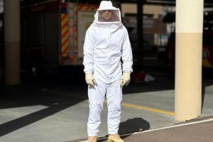 Primavera: Bombeiros alertam sobre cuidados para evitar ataques de abelhas
