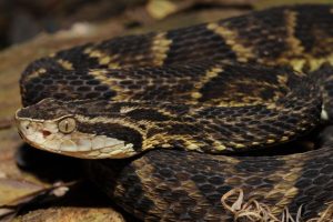 Acidentes com serpentes peçonhentas: Trabalhadores rurais são as principais vítimas