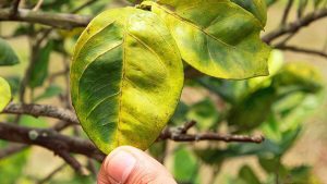 Greening avança para quase metade dos pomares de laranja