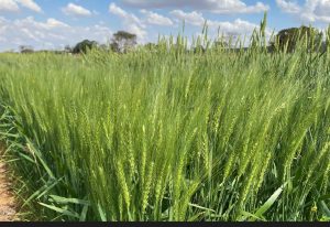 Resultados da biotecnologia indicam ganhos de produtividade em condições de seca
