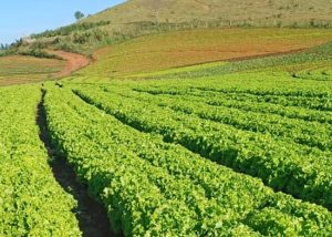 Calor pode inviabilizar cultivo de alface em campo aberto no Brasil