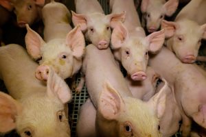 Estado tem 9 cidades entre as maiores produtoras da pecuária do Brasil