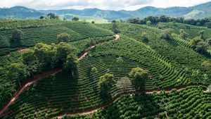Concentração da produção agropecuária expõe riscos regionais