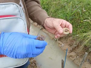 Armadilha auxilia no monitoramento e controle do caramujo em lavoura de arroz
