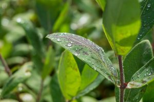 Bons volumes de chuva favorecem cultivos de inverno no sul