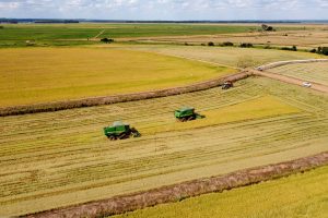 Estado deve ter recorde de 46,3 milhões de toneladas na safra de grãos 24/25