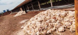 Queda de energia causa morte de 8 mil frangos