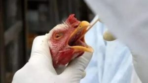 Mundo debate estratégias contra influenza aviária