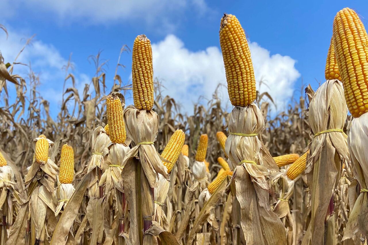 Cotações Agropecuárias:  Agentes do setor de milho voltam as atenções ao clima
