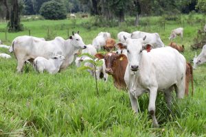 Vacinação contra a raiva torna-se obrigatória