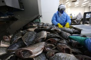 VBP da piscicultura cresce 10,4% no Estado