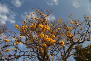 Primavera começa com temperaturas altas; estação terá tempestades