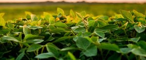 Congresso do Agronegócio Global reúne grandes nomes do setor