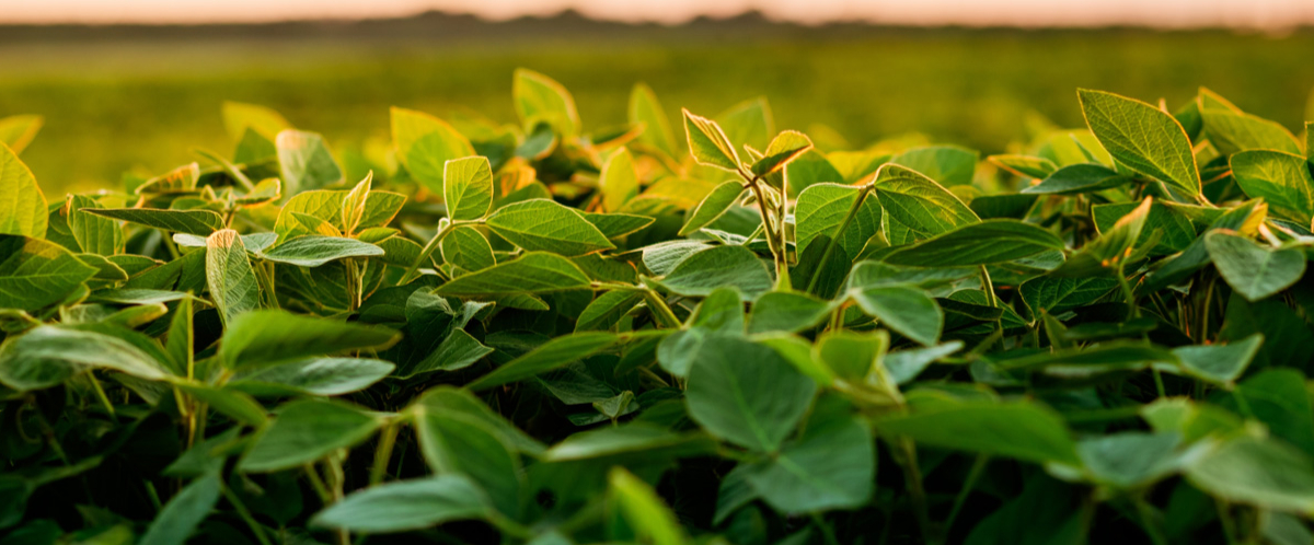 Chuvas de dezembro favorecem desenvolvimento das culturas de 1ª safra
