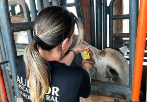 Auditores federais alertam para riscos da tuberculose bovina em animais e seres humanos