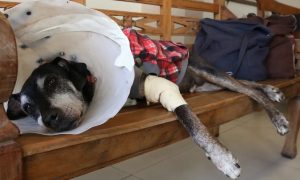 Exercício ilegal da veterinária vai entrar para o Código Penal