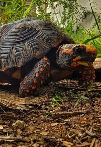 Jabuti desaparecida há 30 anos é encontrada viva dentro de casa