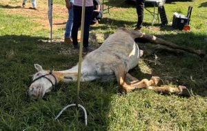 Cavalos são encontrados desnutridos em meio a ossadas em propriedade rural