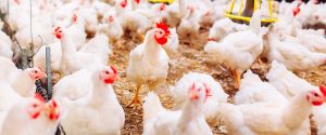 Biosseguridade é pilar para reabrir totalmente mercados ao frango