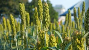 Projeto incentiva cultivo de sorgo granífero para produção de ração animal